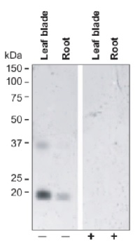 TIP2;2 | tonoplast intrinistic protein 2-2, C-terminal in the group Antibodies for Plant/Algal / Membrane Transport System / Vacuolar membrane at Agrisera AB (Antibodies for research) (AS09 511)
